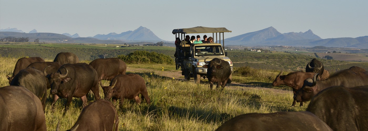 Day 4 : Botlierskop Game Reserve